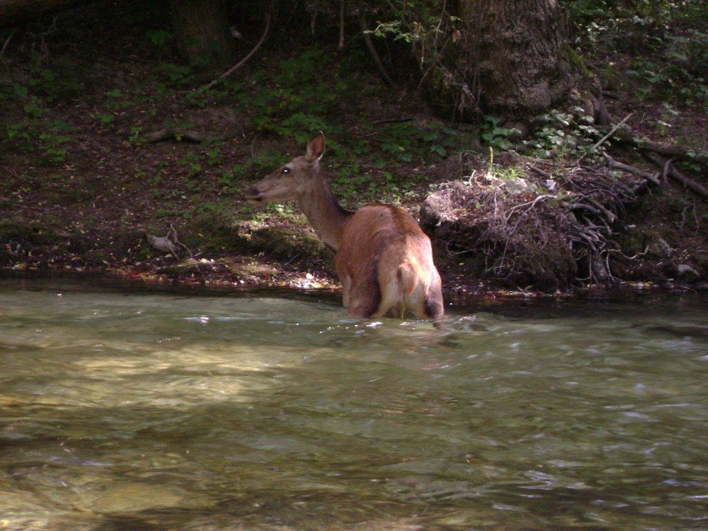 Cerva che fa il bagno...e non solo...!